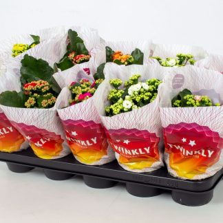 Καλαγχόη -Kalanchoe blossfeldiana