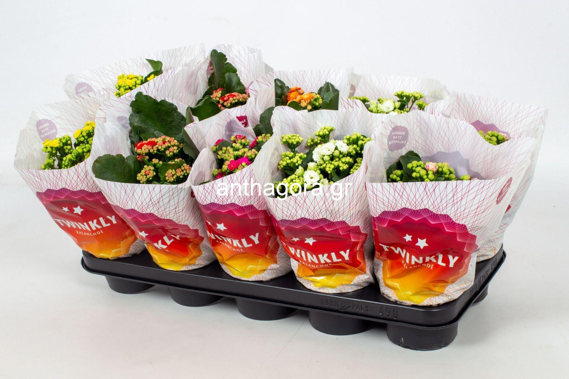 Καλαγχόη -Kalanchoe blossfeldiana