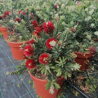 Καλλιστήμονας - Callistemon laevis