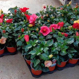 Ιβίσκος ο σινικός - Hibiscus sinensis