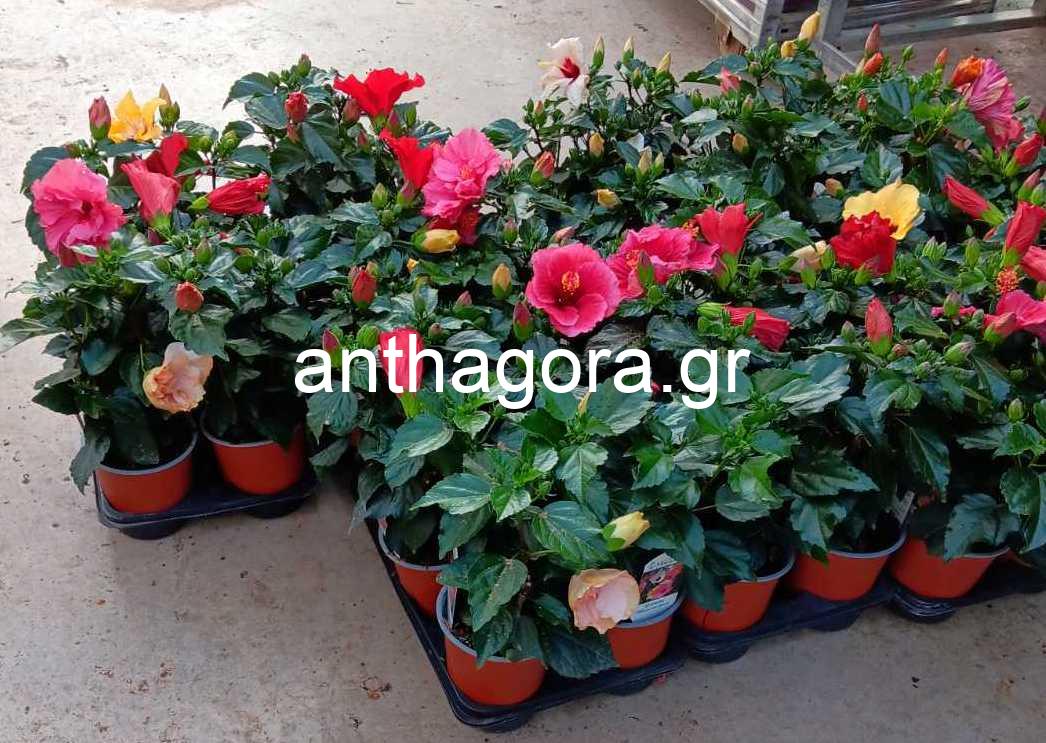 Ιβίσκος ο σινικός - Hibiscus sinensis