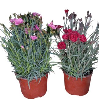 Γαρυφαλλιά - Dianthus caryophyllus