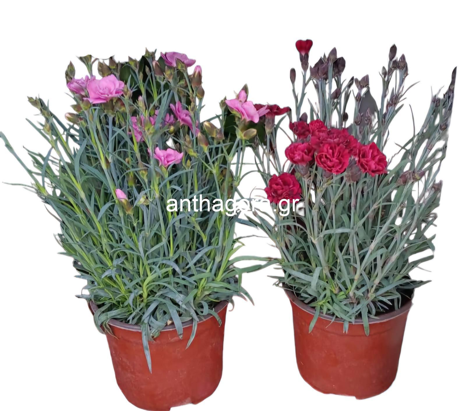 Γαρυφαλλιά - Dianthus caryophyllus