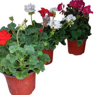 Γεράνι - Pelargonium zonale