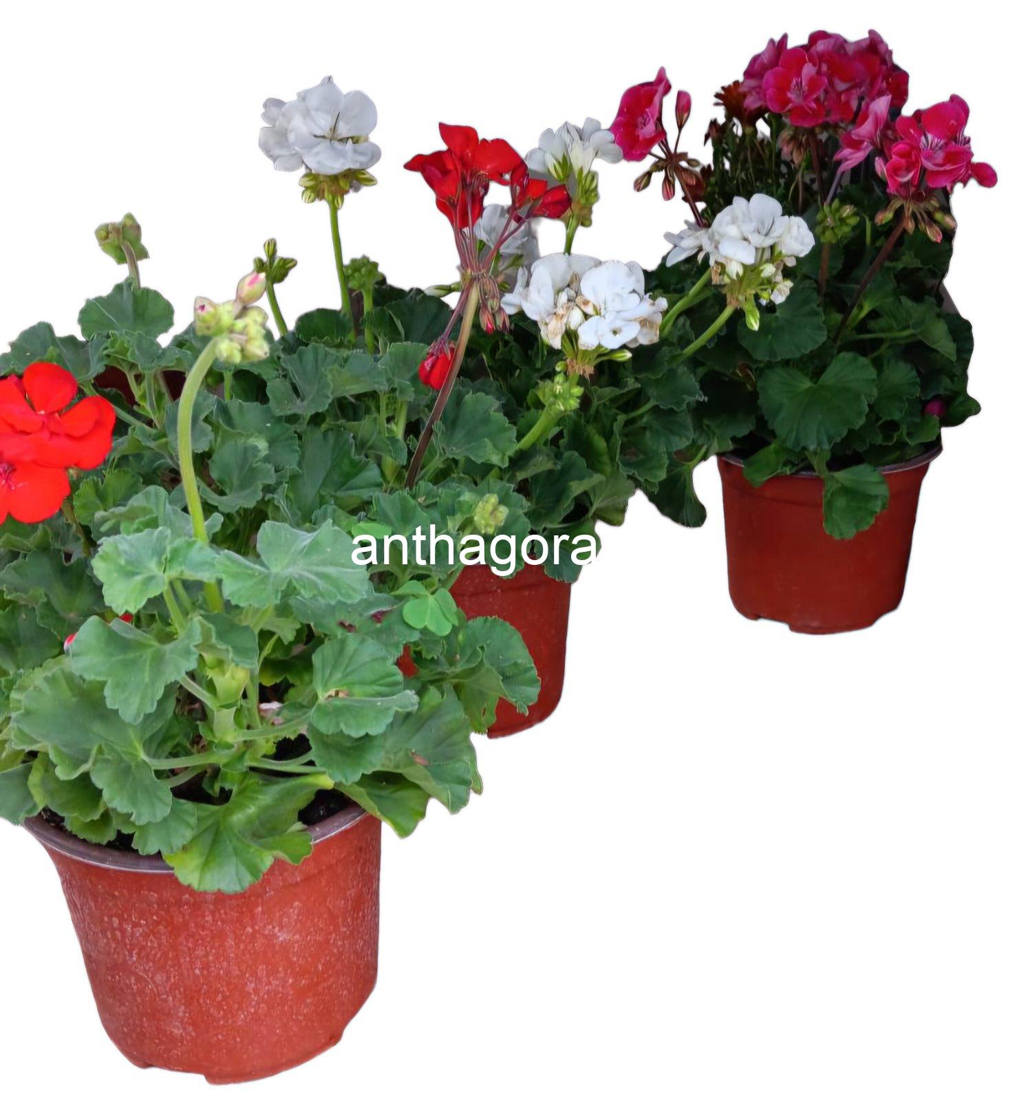 Γεράνι - Pelargonium zonale