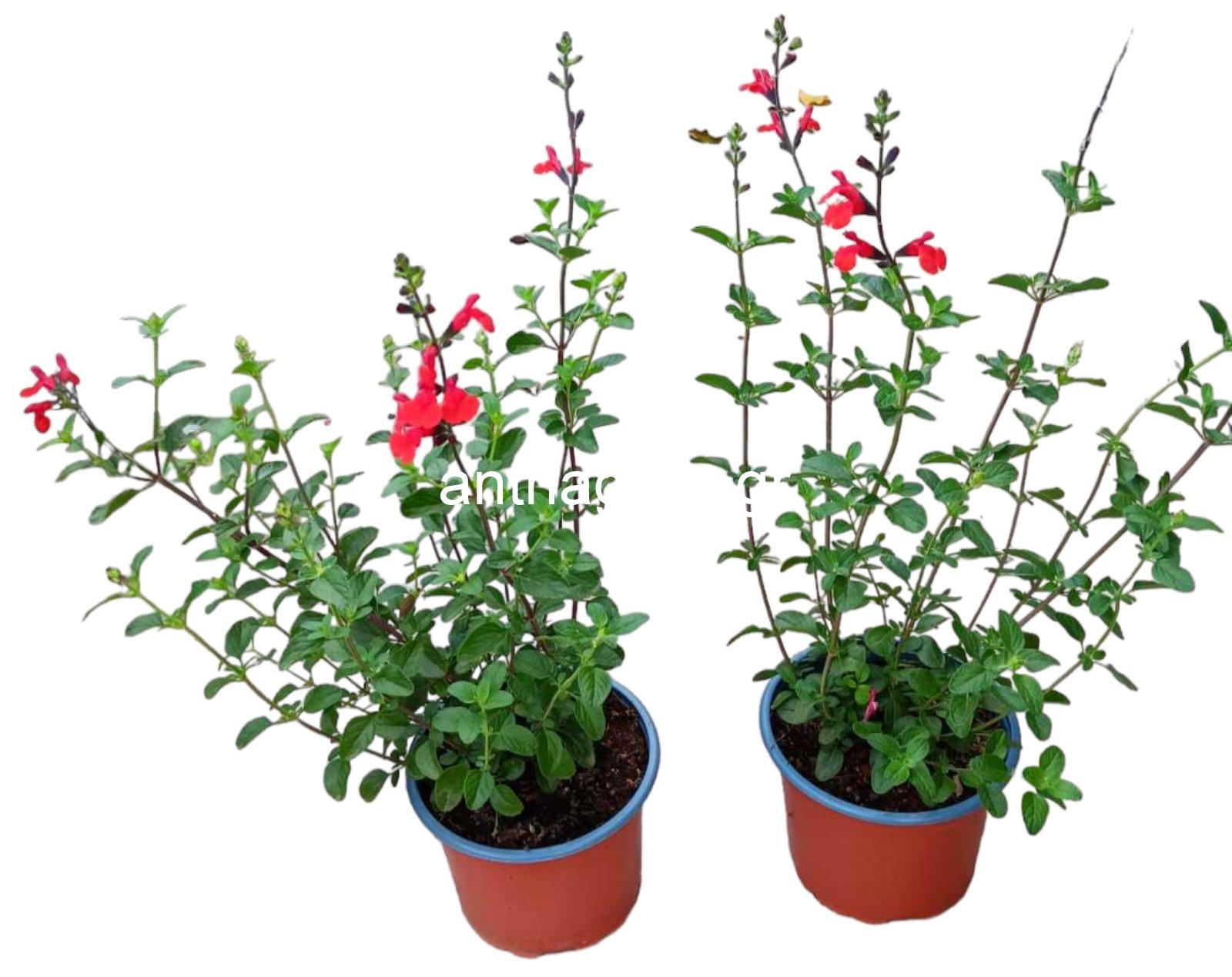 Σάλβια - Salvia greggii