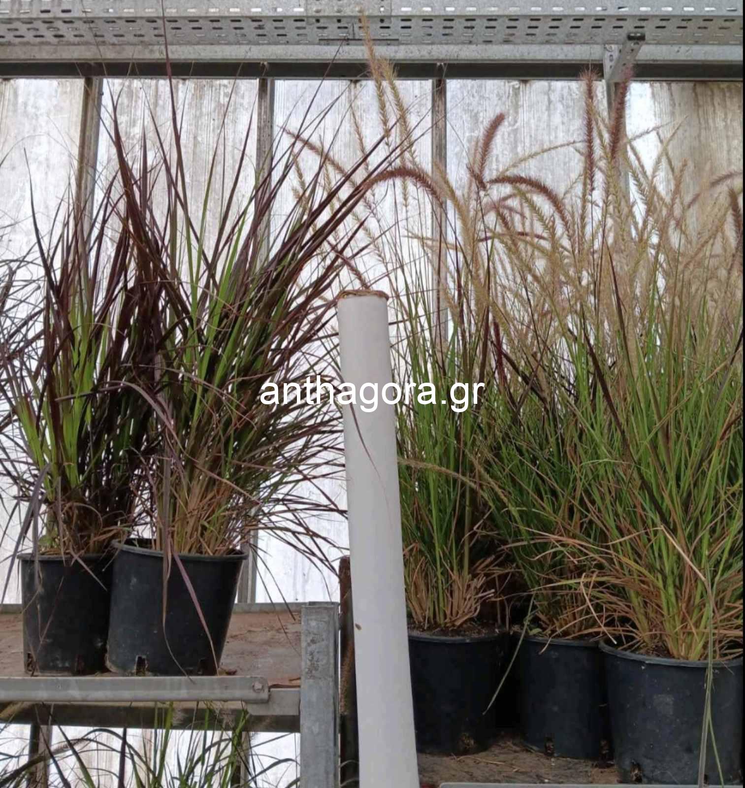 Πεννισέτουμ - Pennisetum alopecuroides