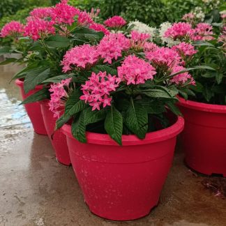 Πέντας - Pentas lanceolata