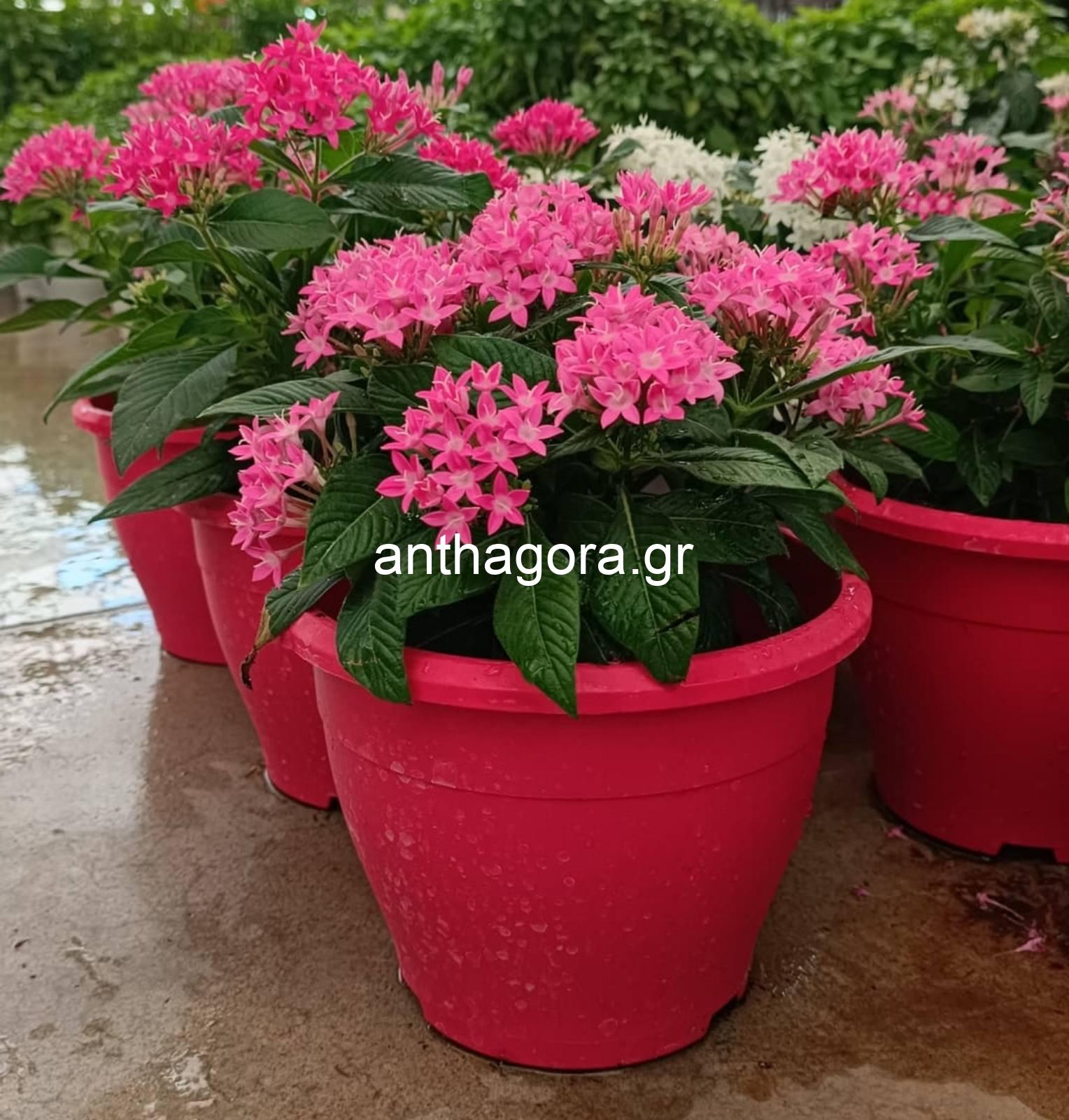 Πέντας - Pentas lanceolata