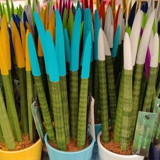 Sansevieria ''Velvet Touchz''
