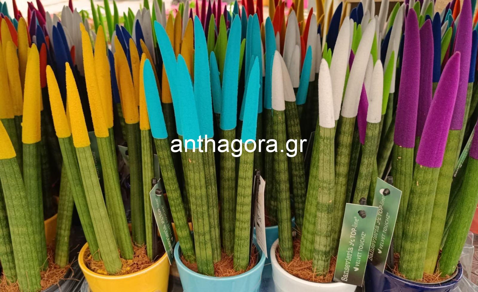 Sansevieria ''Velvet Touchz''