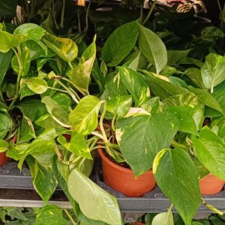 Πόθος - Epipremnum aureum "Golden Pothos"