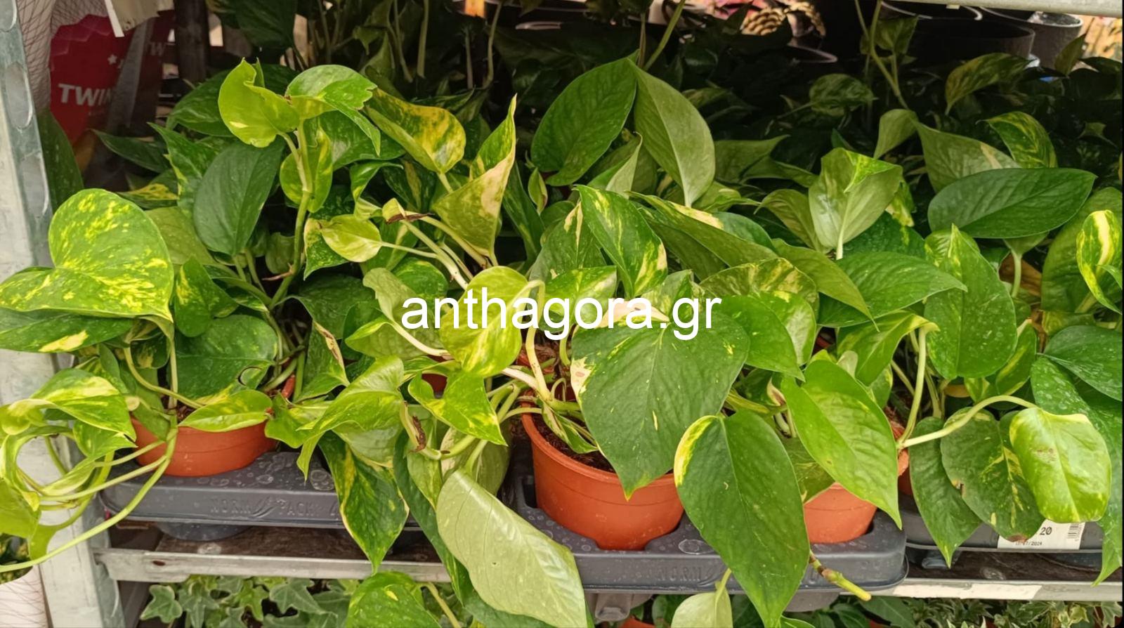 Πόθος - Epipremnum aureum "Golden Pothos"