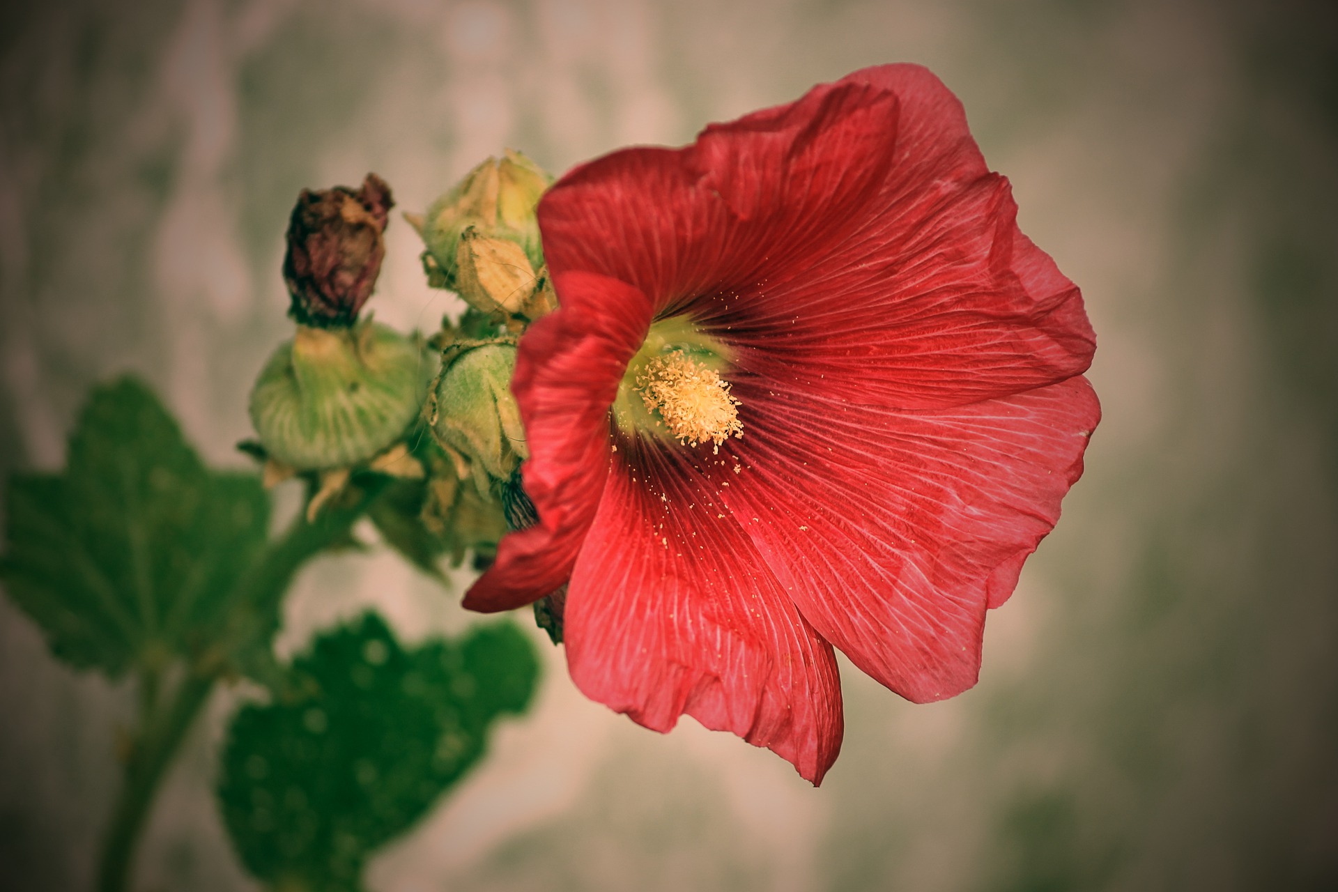 Αβούτιλο (Malvaceae)