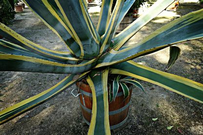 Αγαύη Asparagaceae - Αθάνατος 3,5-4lt